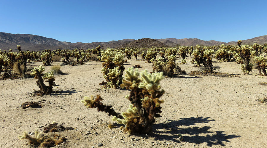 チョラ・カクタス・ガーデン (Cholla Cactus Garden) | ジョシュアツリー写真集