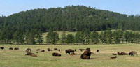 [Bison grazing at Wind Cave.jpg]