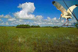 [Everglades.jpg]